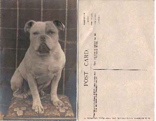 Album - Old-pics-Bulldogs-and-Staffies