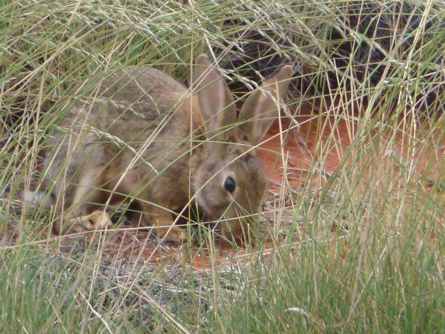 Album - 82-Australie-Flinders Ranges-Uluru &amp; Outback