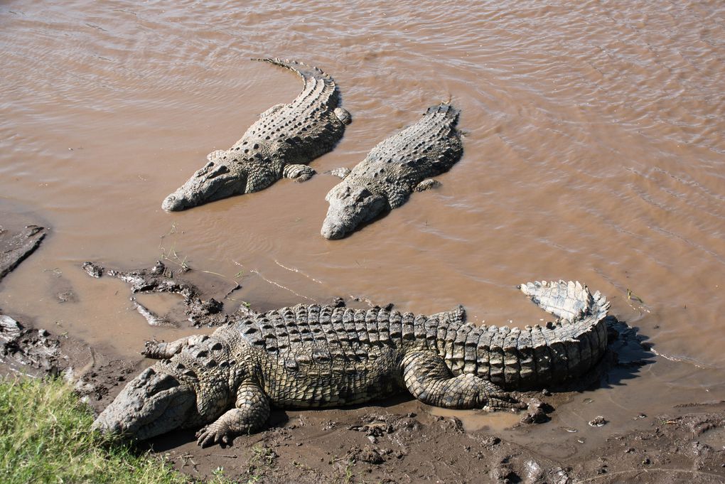 MASAÏ MARA, Lacs BARINGO &amp; BOGORIA - KENYA - OCTOBRE 2017