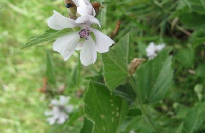 Guimauve, Guimauve officinale, Mauve blanche