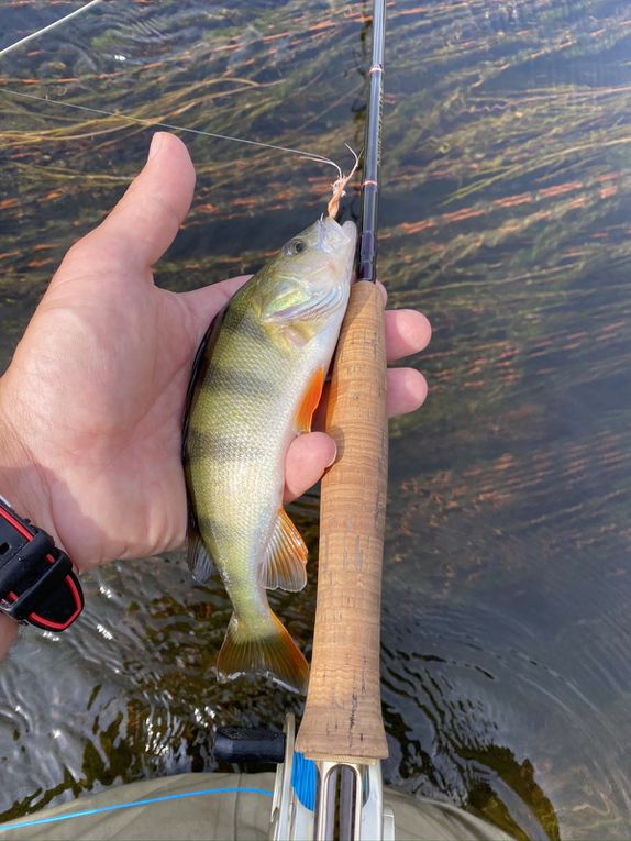 Du chevesne au Baracuda, en passant par les bonefish, les perches, les truites, les ombres et les bars, tous ces poissons se sont laissés prendre au streamer !