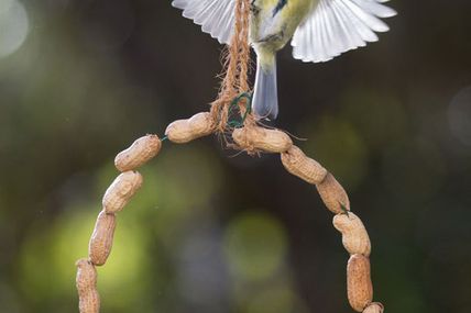 Cavahuètes et mésanges bleues ...