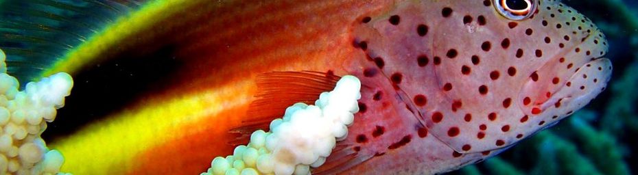 Poisson-faucon à taches de rousseur (Paracirrhites forsteri) de l’océan Indien