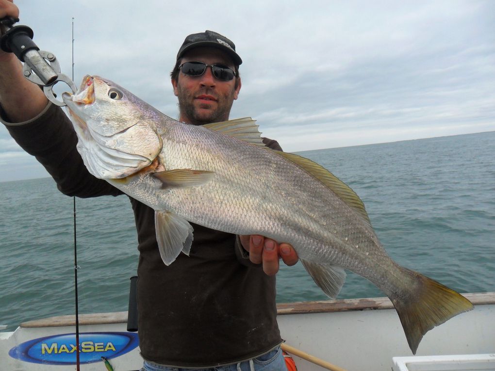 Les derniers poissons de l'année, bars et maigres de fin de saison 2011....