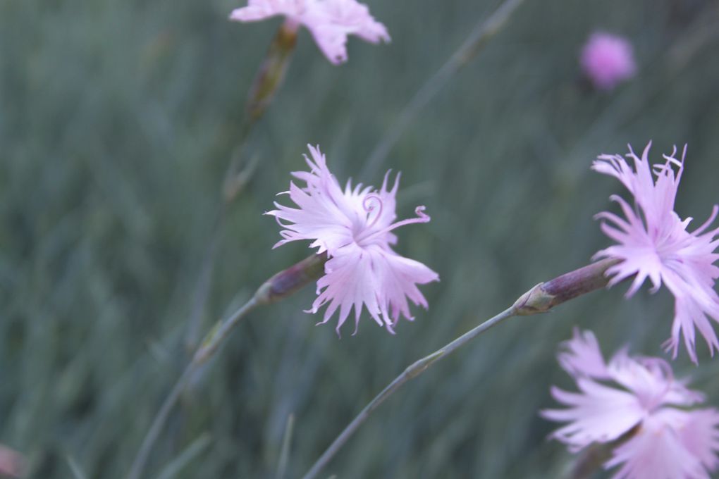 Album - Jardin-Metis