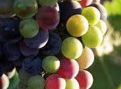 #Muskat Ottonel Producers New York Vineyards