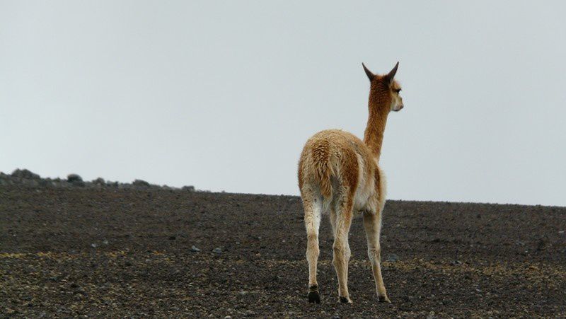 Album - Riobamba et LE Chimborazo