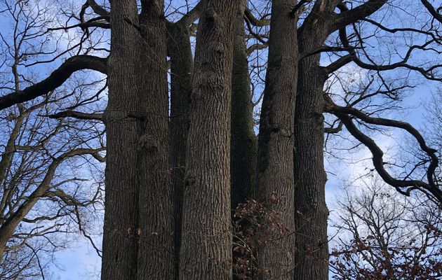 Mythologie des arbres