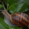 Championnat du monde de vitesse d'escargot à Lagardère.