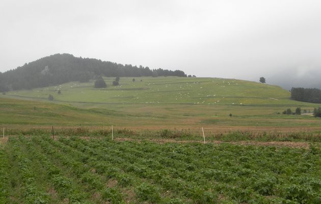 Balade vespérale sur les hautes terres paysannes du Capcir.