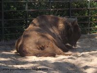 Giraffe, Pelikane, Sonnensittich, Sandkatze, Wisent, Hängebauchschwein, Panzernashorn