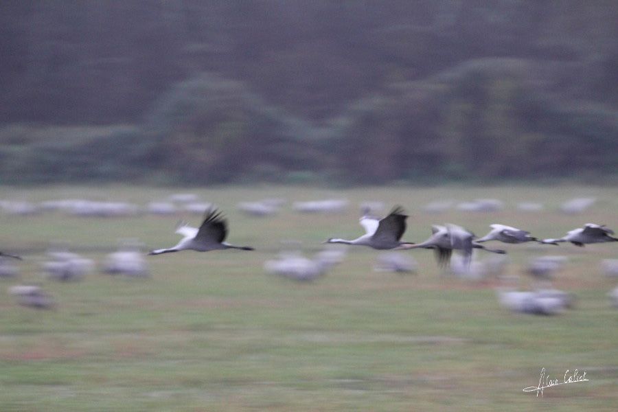 Grues cendrées