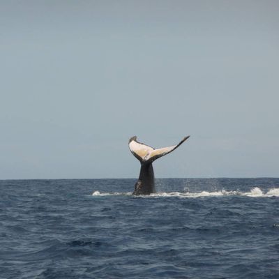 Rencontre avec les Dauphins et Baleines