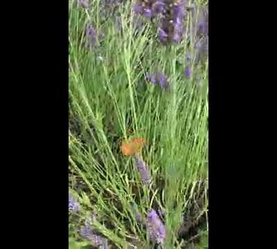 Les papillons du moment