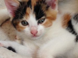 ADOPTION CHATONS - FRATRIE DE 4 CHATONS