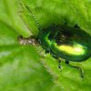 Chrysolina herbacea