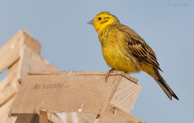 Bruant jaune de Misery avec nouvel affût