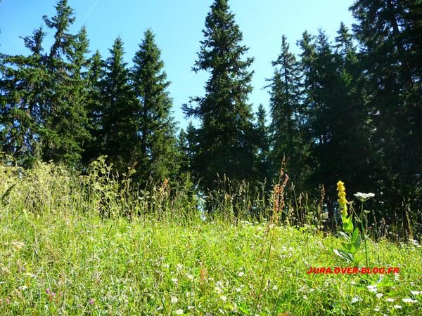 Quelques photos de gentianes du Haut Jura prisent dans toutes sa splendeur lors de sa floraison au mois de Juillet.