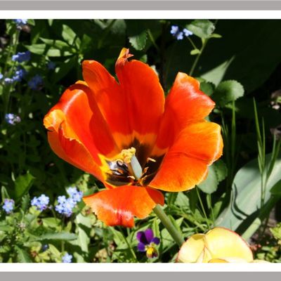 La protection vibratoire énergétique, contre les maladies...