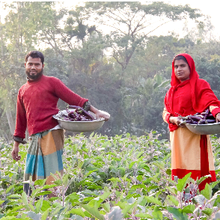 De l'aide à la résilience : le parcours remarquable du Bangladesh en matière de biotechnologie