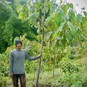 Philippine Indigenous communities restore a mountain forest to prevent urban flooding