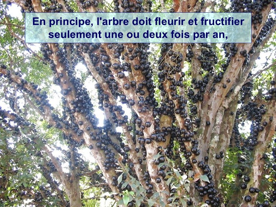 Divers - Connais-tu le Jaboticaba