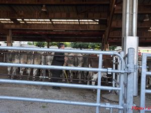 Le marché de gré à gré. Marché traditionnel des animaux dits "gras". 