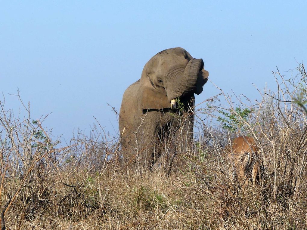 National Park Hluhluwe Imfolozi &amp; Swatziland