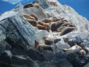 Chroniques du bout du monde. N°9 : Exploration du Canal de Beagle à la voile