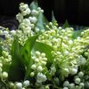 Muguet du 1er mai...