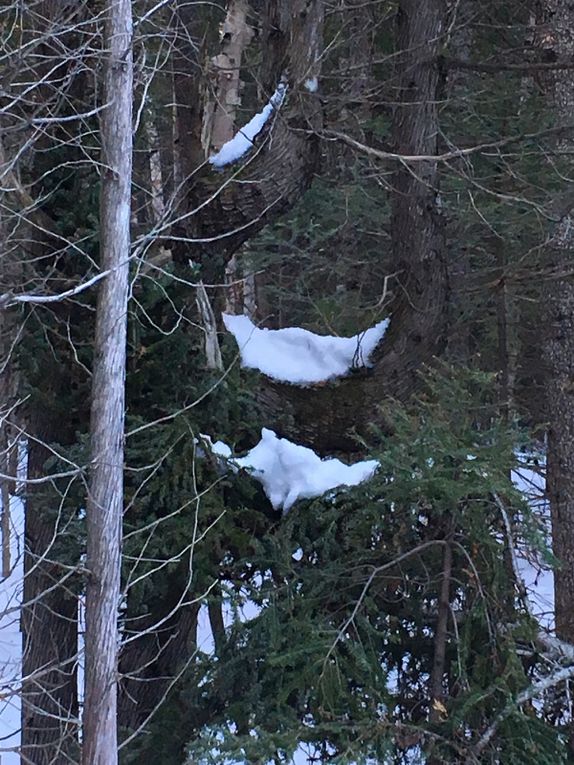 Pied de nez aux musées , la nature m' offre ses sculptures .