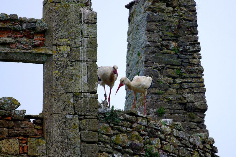 La Cigogne blanche (Ciconia ciconia) est très fréquente dans les marais normands où elle nidifie.