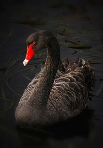 Le Cygne noir