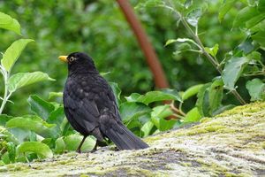 La disparition des oiseaux de nos jardins