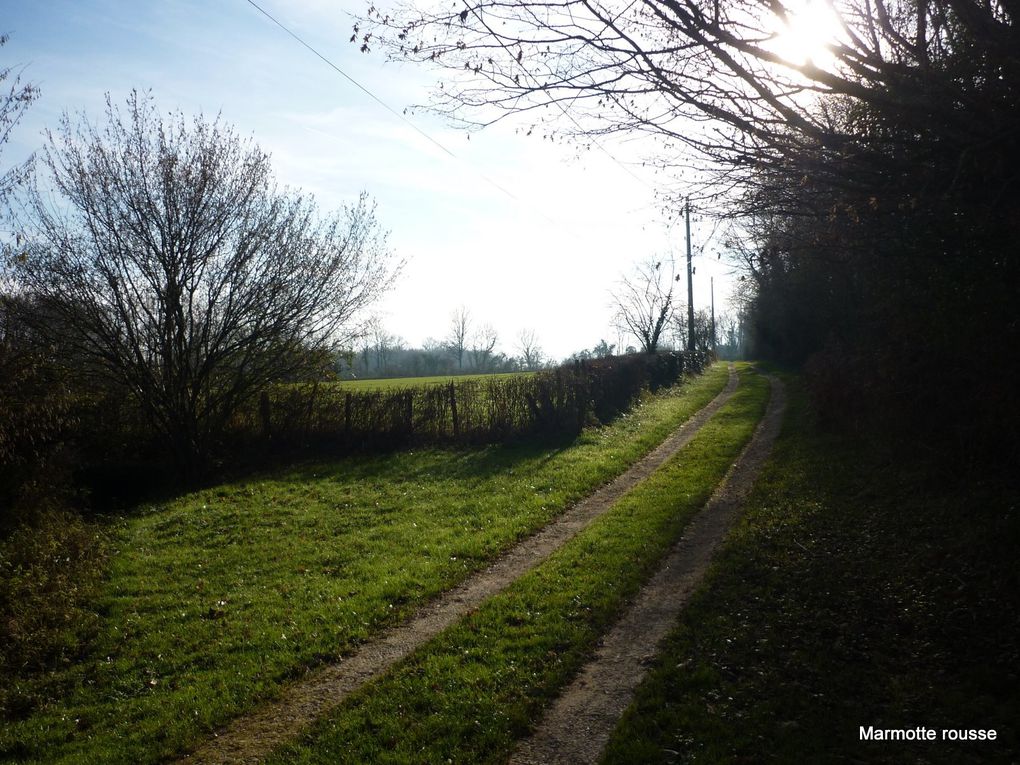 Auprès de mon arbre...