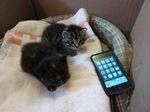 Un chaton joue avec son IPod/Cute Kitten Plays Apps on Apple iPod (vidéo)