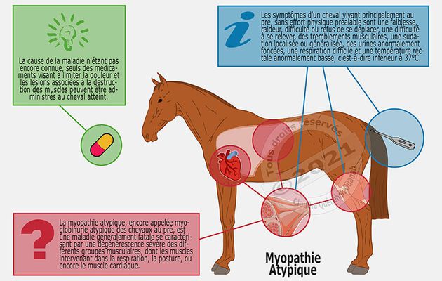 La Myopathie atypique, une maladie généralement fatale pour le cheval