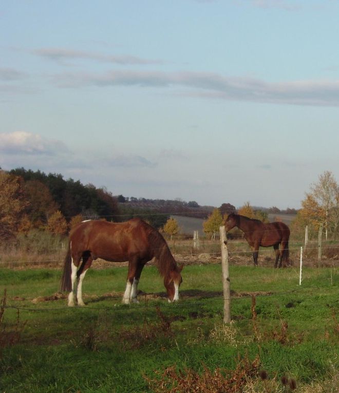 Un cheval au pré, les copains chevaux et poulains, l'alimentation, les balades, la gadoue... la belle vie quoi!