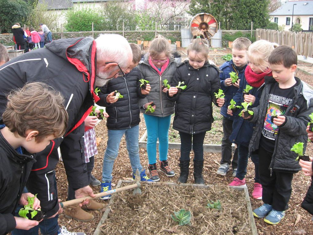 Jardin des 4 saisons - la salade est plantée