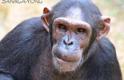 Jimi, a special chimpanzee