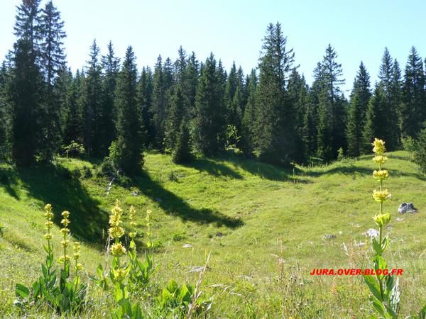 Quelques photos de gentianes du Haut Jura prisent dans toutes sa splendeur lors de sa floraison au mois de Juillet.