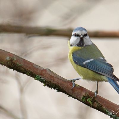 Les mésanges bleues (2)