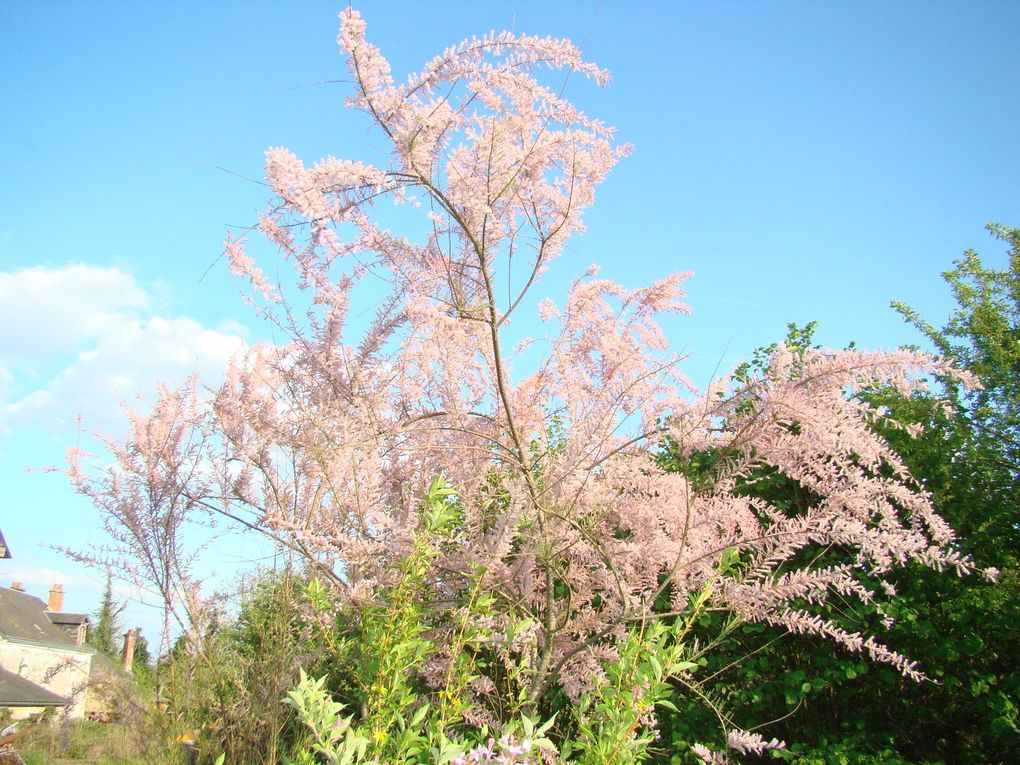 Gîte, ses fleurs et ses animaux (rencontres inattendues dans le jardin...Hérisson, Guêpiers, Huppe fasciée...))