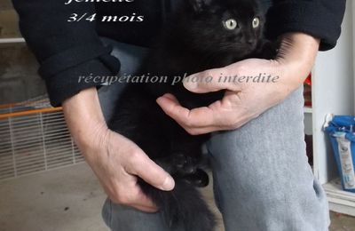 Chatonne noire 3/4 mois trouvée sur Machecoul 44270