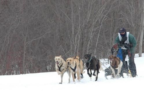 Album - chiens-de-traineaux