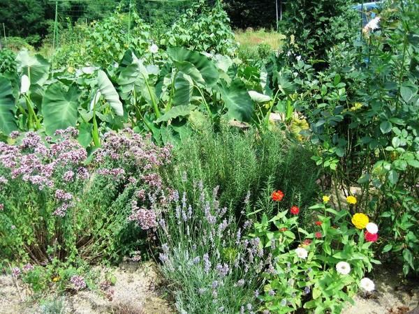 Petites excursions au fil des saisons et des arrivées au jardin 