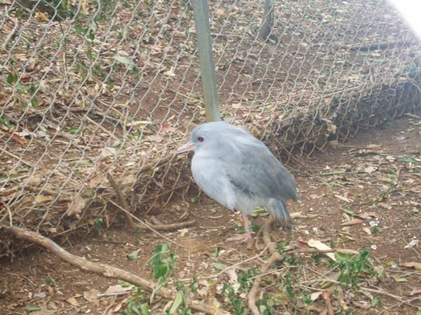 Album - les-animaux-en-caledo