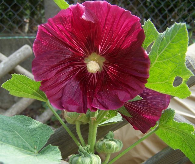 Quelques photos de toutes ces merveilles que dame nature nous sème au gré du vent dans notre jardin et qui accompagnent nos semences annuelles.