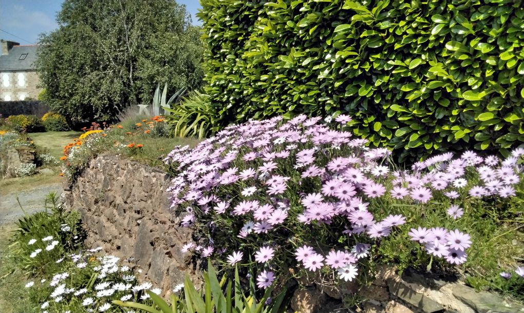 En bordure de rues ou dans les jardins, des fleurs et des couleurs partout...