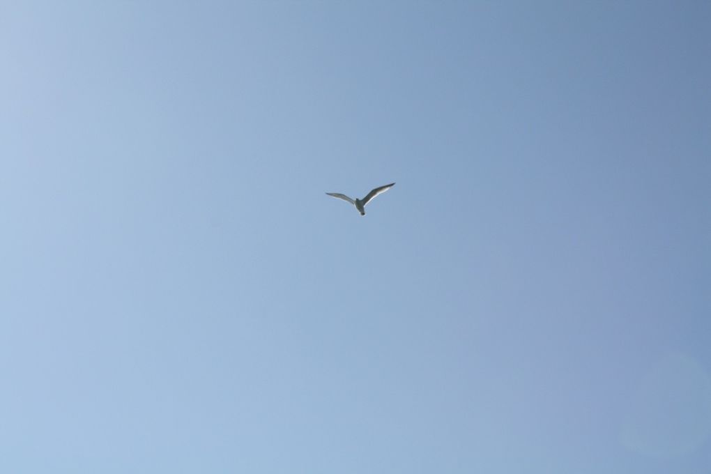 Photos du Tour du Golfe en bateau et de l'arrêt sur l'Ile aux Moines; lundi 15 mars 2010.